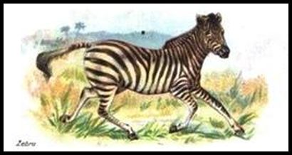 00WWAW Zebra.jpg